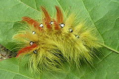 A. aceris