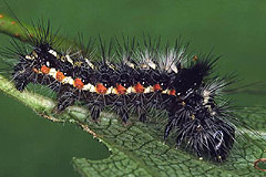 A. rumicis
