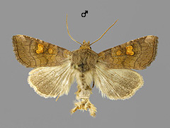 A. crinanensis