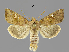 A. crinanensis