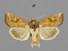 A. fucosa