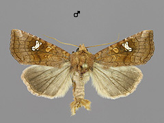 A. fucosa