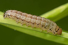 A. fucosa