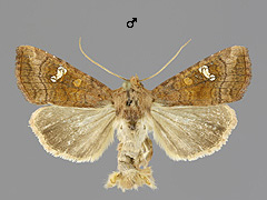 A. lucens