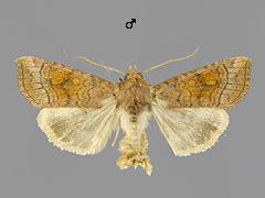 A. lucens