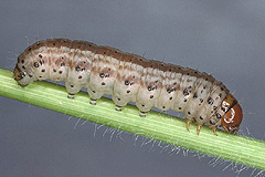 A. lucens