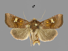 A. oculea