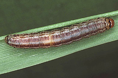 A. oculea