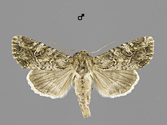 A. anceps