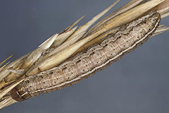 A. anceps
