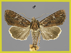 A. aquila
