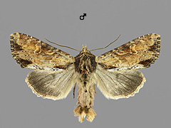 A. crenata