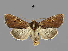 A. crenata