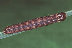 A. crenata