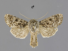 A. exulis