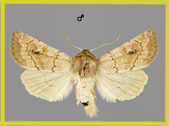 A. ferrago