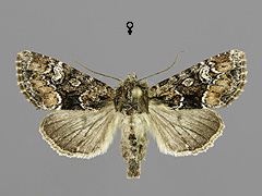 A. illyria