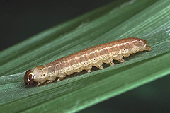A. illyria