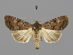 A. kuusamoensis