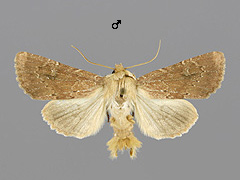 A. lateritia