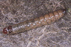 A. lateritia