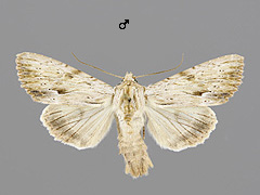 A. lithoxylaea
