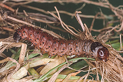 A. lithoxylaea