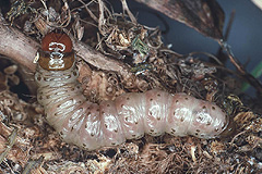 A. kuusamoensis