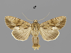A. monoglypha