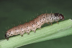 A. monoglypha