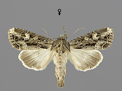 A. oblonga