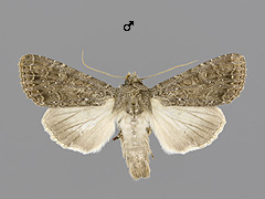A. oblonga