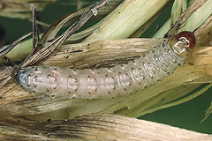 A. oblonga