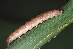 L. ophiogramma