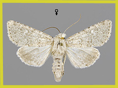 A. platinea