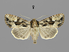 A. remissa