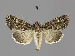 A. remissa
