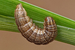 A. remissa