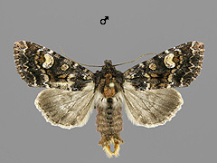 A. rubrirena