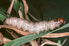 A. rubrirena