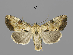 A. scolopacina