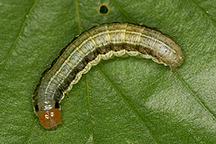 A. scolopacina