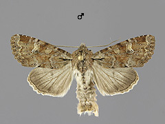 A. sordens
