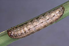 A. sordens