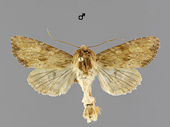 A. sublustris
