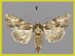 A. syriaca