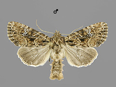 A. unanimis