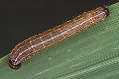 A. unanimis