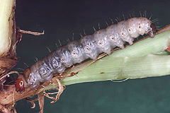 A. exulis