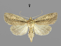 A. dissoluta
